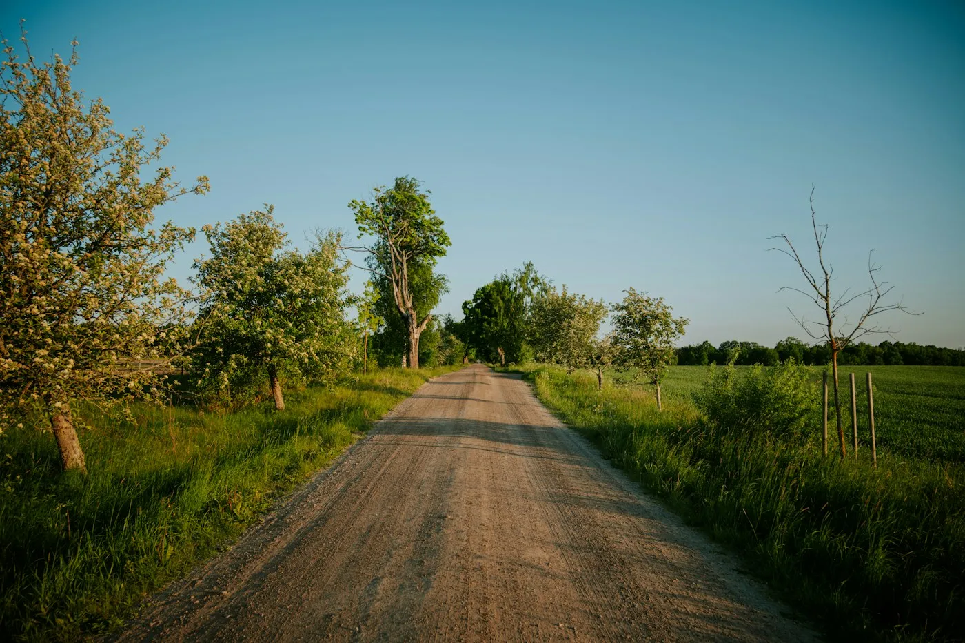 Gravel lane bordered by trees and grass